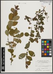 Foto von Salix aurita L.
